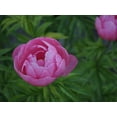 thumbnail image 2 of Bonin, Suzanne 32x25 White Modern Wood Framed Museum Art Print Titled - Chinese Peony, 2 of 4