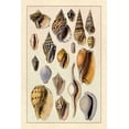 thumbnail image 2 of Sowerby, G.B. 13x18 White Modern Wood Framed Museum Art Print Titled - Shells: Trachelipoda #6, 2 of 4