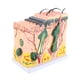 thumbnail image 1 of Modelo Magnificado de Piel Humana, Ayuda de Enseñanza de Biología Educata de Anatomía Para Suministros de Laboratorio para Biología Escolar para la Cirugía Enseñanza, 1 of 7