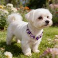 thumbnail image 1 of Adjustable Rhinestone Crystal Pet Necklace, Bling Cat Dog Collar for Small Medium Pets, Wedding Party Holiday Accessory, Pink Yellow Purple, 18-48 cm, 1 of 6