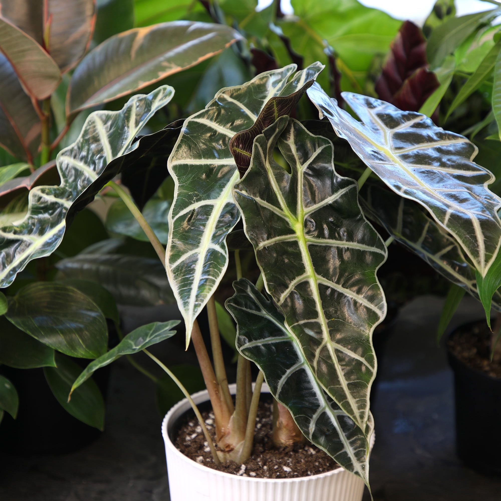 Element Live Alocasia Houseplant, 6in White Décor Pot, Easy Care