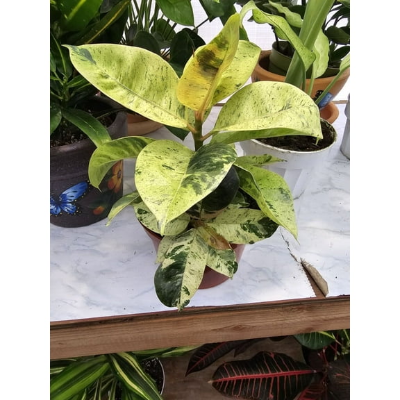 Rubber Tree Moonshine Variegated 6-Inch Live Plant in Pot