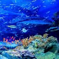 thumbnail image 3 of Artificial Aquarium Fish Decoration Silicone Sea Anemone Artificial Fish Ornament Decoration, 3 of 8