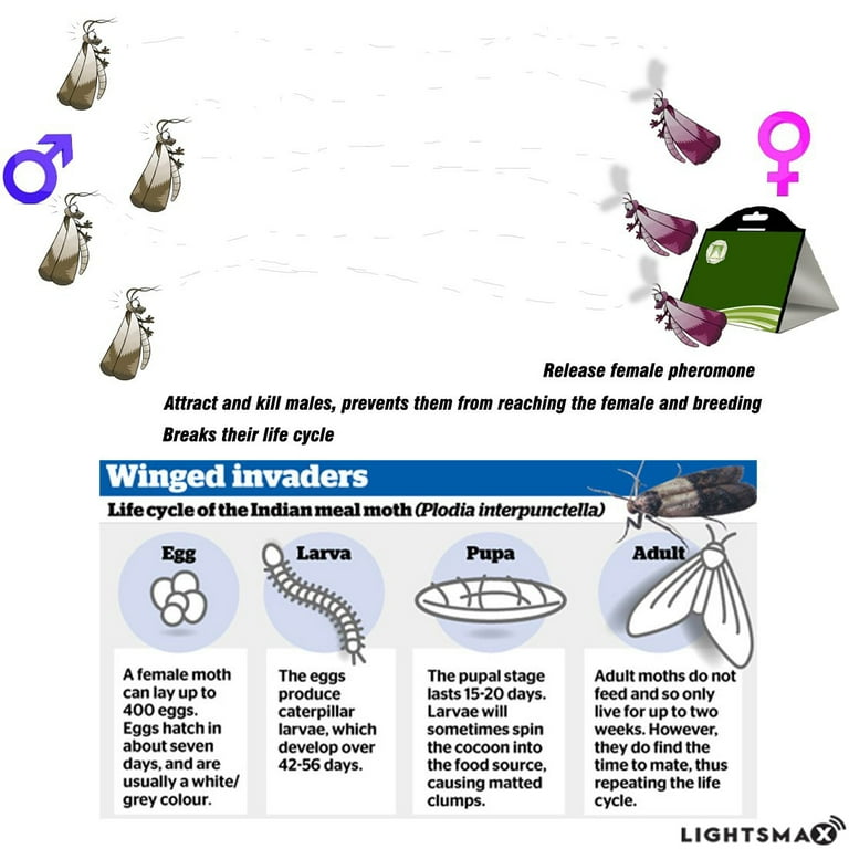 Eliminator Pantry Moth Traps, Pheromone Moth Traps, 2 Pack - Walmart.com