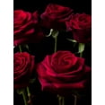 thumbnail image 2 of Frank, Assaf 15x18 White Modern Wood Framed Museum Art Print Titled - Close-up of Roses on colored background, 2 of 4