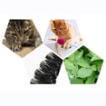 thumbnail image 3 of Auto-Groomer pour Chat, Masseur de Toilettage pour Peau de Chat, Valeur Imbattable, 3 of 11