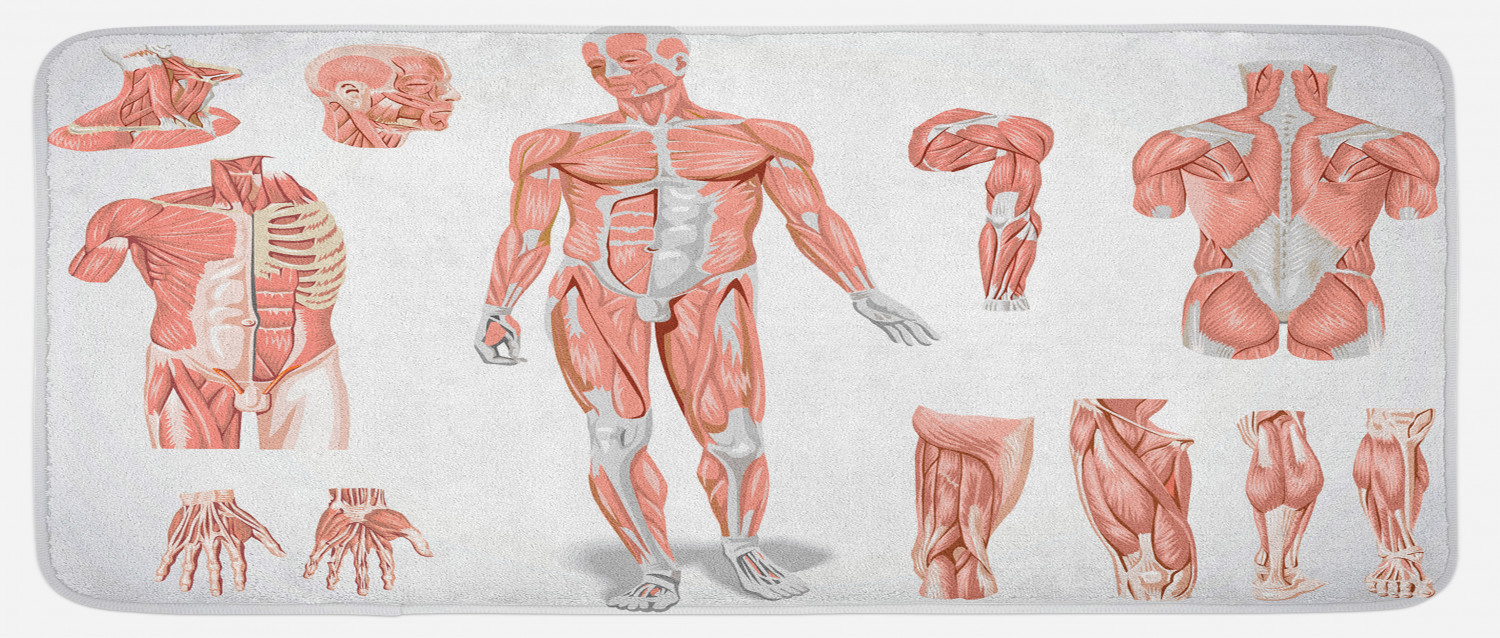 Human Anatomy Kitchen Mat, Inner Muscle System Skin Structure with ...