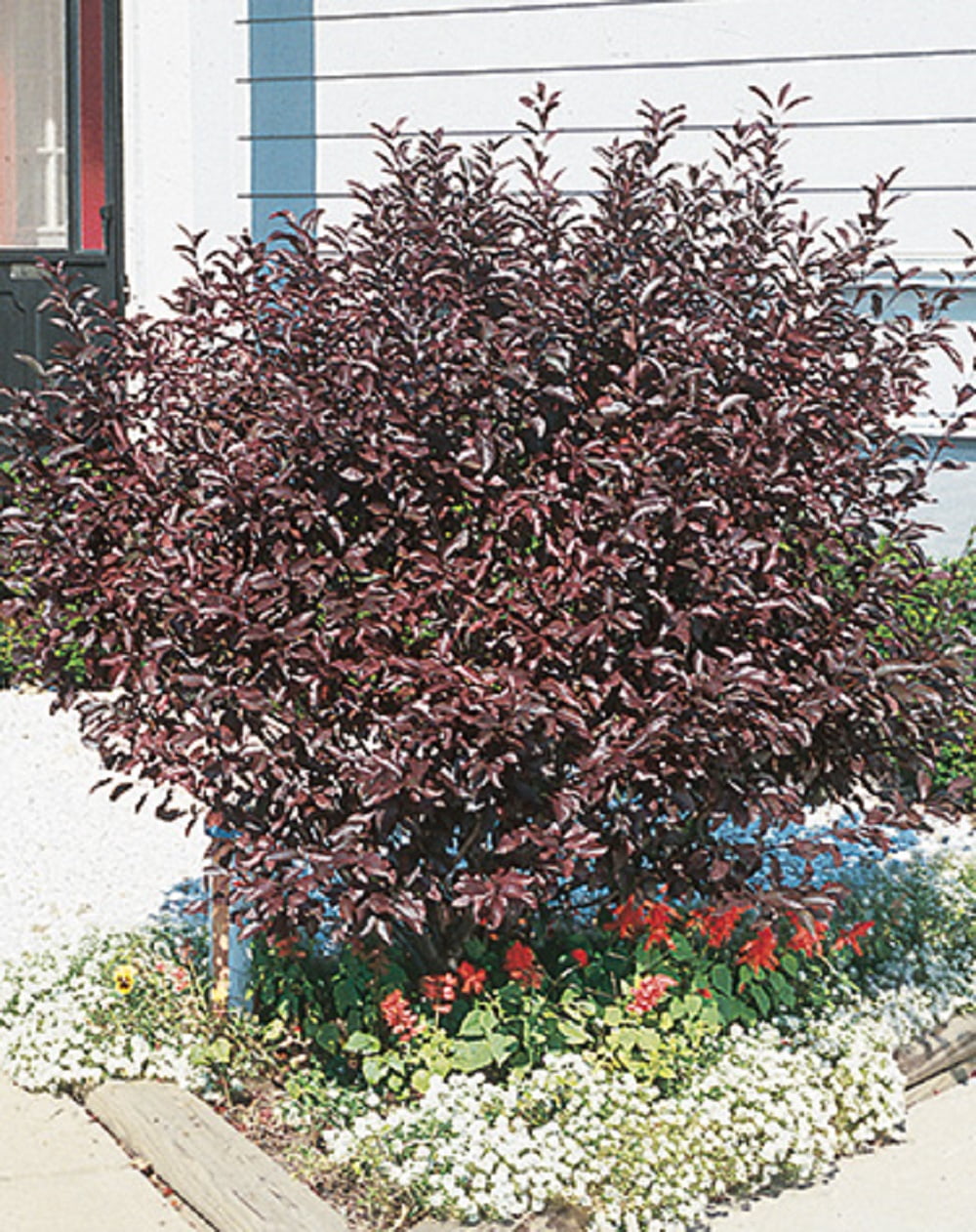 Purple Leaf Sand Cherry Flowering Live Shrub in 3-Gallon Grower Pot