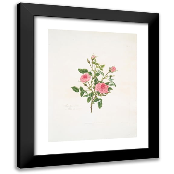 Mary Lawrance 12x14 Black Modern Framed Museum Art Print Titled - Rosa Provincialis Gold Rose De Meaux. (1799)