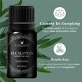 thumbnail image 2 of Handcraft Blends Eucalyptus Essential Oil - 100% Pure and Natural - Premium Grade Essential Oil for Diffuser and Aromatherapy - 0.33 Fl Oz, 2 of 6
