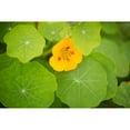 thumbnail image 3 of Millet, Karyn 14x11 Black Modern Framed Museum Art Print Titled - Nasturtiums I, 3 of 5
