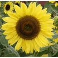 thumbnail image 3 of Lemon Queen Sunflower Seeds, 3 of 7