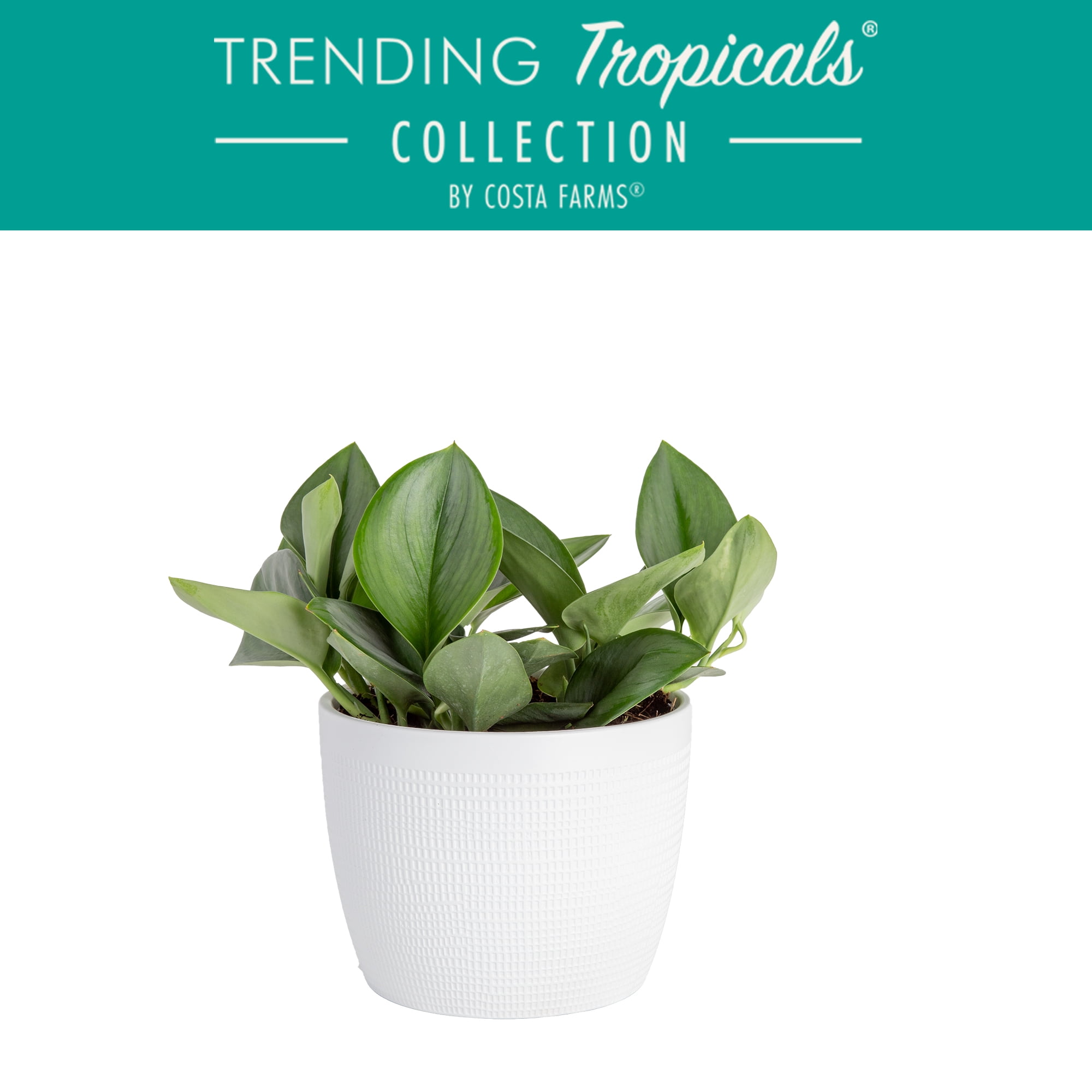 Costa Farms Live Indoor 15in. Tall Green Trending Tropicals Sterling Silver Scindapsus; Bright, Indirect Sunlight Plant in 6in. Ceramic Planter