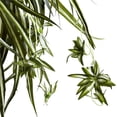 thumbnail image 3 of Nearly Natural 6846 Panier Suspendu Plante Araignée, 3 of 3