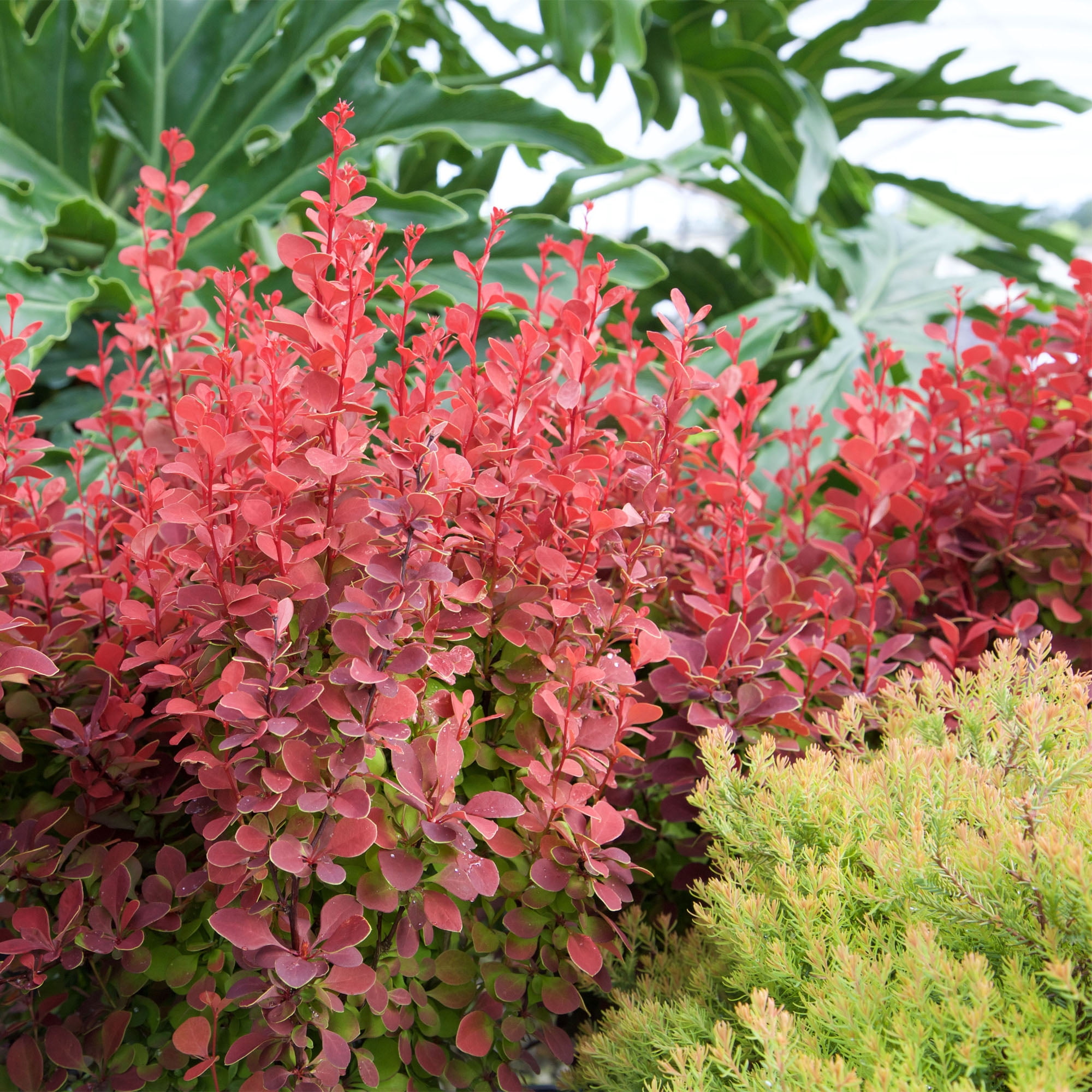 Southern Living Barberry Orange Rocket Live Shrub in 2-Gallon Grower Pot