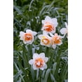 thumbnail image 3 of Flower Drift Double Daffodil Bulbs for Planting Colorful Daffodil Blooms 10 Bulbs, 3 of 5