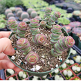thumbnail image 6 of Crassula 'Baby's Necklace' Succulent Live Plant 2 Inch for Indoor Outdoor Home Office Garden Decor, 6 of 6