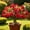 b, variant on Desert Rose-Easy Grow-Low Maintenance-Ideal for Beds Borders,Plant Pots & Planters
