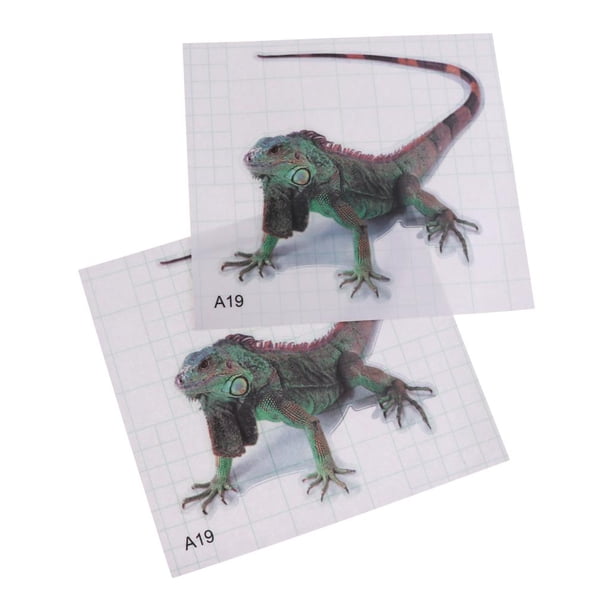 2x Reptile cartel de fondo decoraciones de acuario imagen de paisaje - Tipo 4 jinwen Pegatina de fondo de reptil