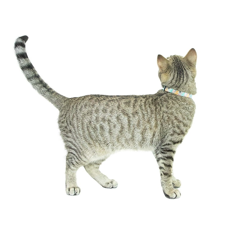 Tabby Cat Average Lifespan