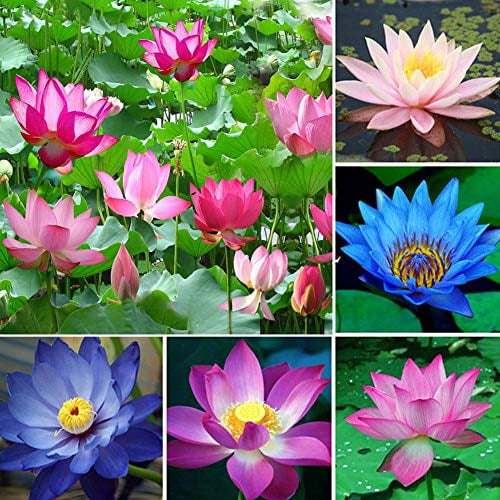 10pcs Lotus Bowl Water Lily Nelumbo Nymphaea Pond Plants Balcony Flower Seeds 