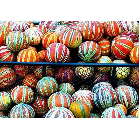 10 Rare Kajari Melon Seeds - Bright Striped Melon, Compact Vines - 60-70 Days Till Ripe - Grows in Shade