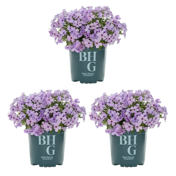 Better Homes & Gardens 2.5QT Woodland Phlox Divaricata Live Perennial Plant Sun 3 -Pack