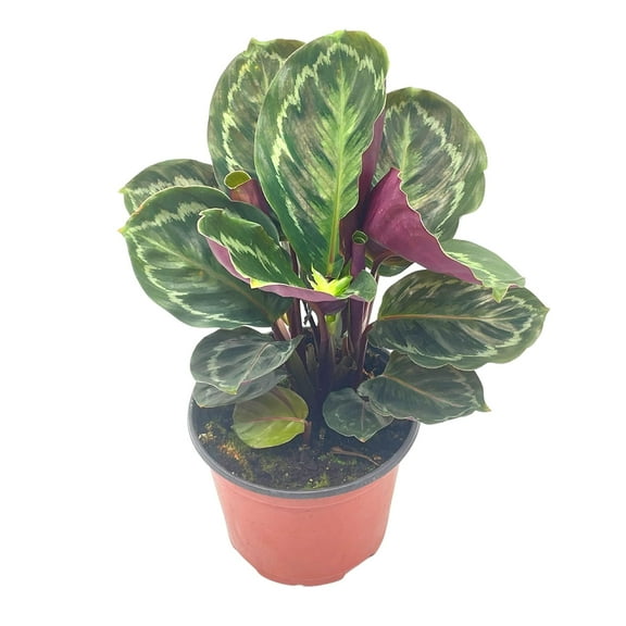 Calathea Medallion, Roseopicta, 6 inch, Regel Rose, Rabbit Ear Prayer Plant