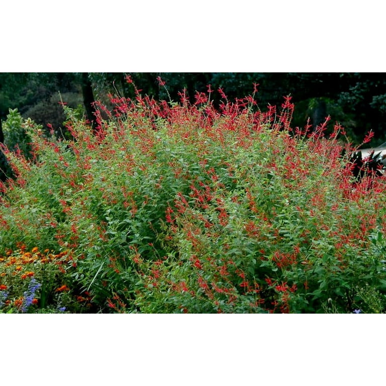 Salvia Elegans: Pineapple Sage Live Starter Plant - Fragrant Herb with  Beautiful Foliage, Perfect for Kitchen and Decor - Walmart.com