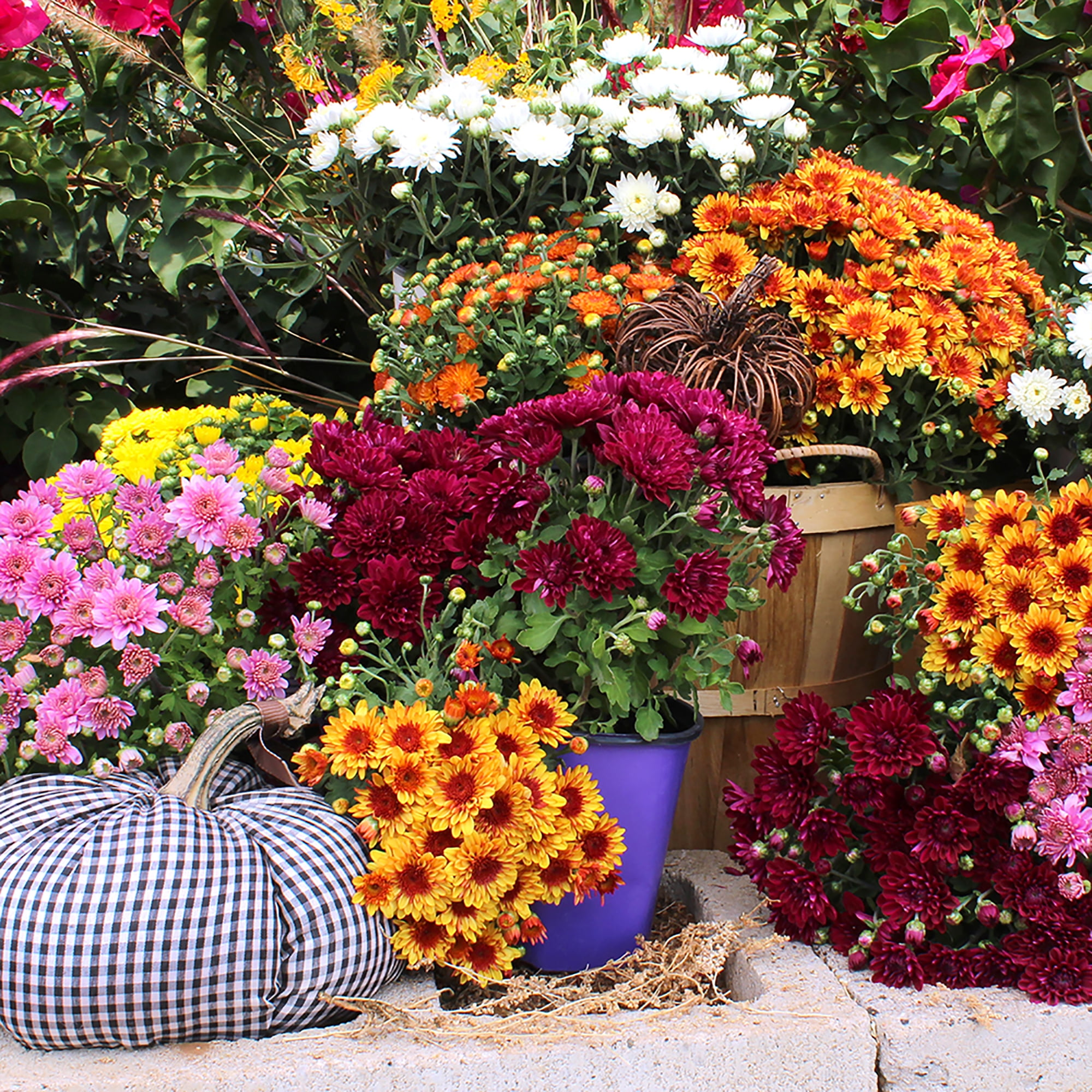 Better Homes & Gardens 1.5G Bronze Mums Live Plant in Decorative Pot, Abundant Color