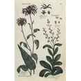 thumbnail image 2 of Horned Rampion And Round Water Pimpinel Poster Print By ® Florilegius Mary Evans (24 X 36), 2 of 4