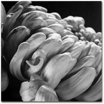 Trademark Fine Art "Mum I" Canvas Art by Michael Harrison