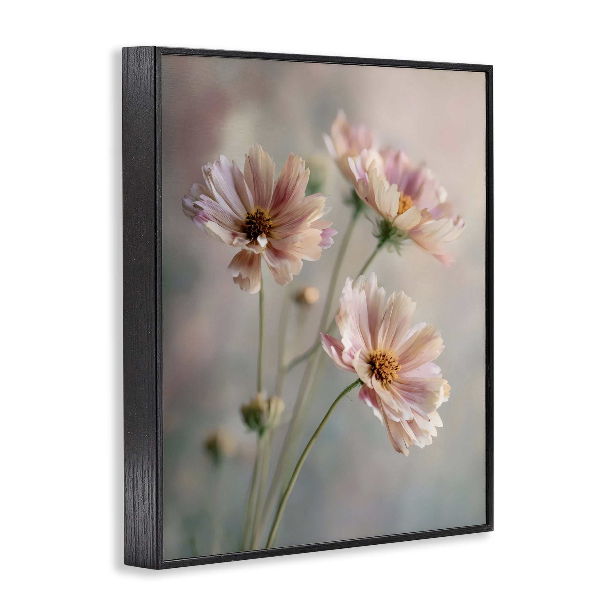 Stupell Industries Pink Daisies Close Up Black Framed Giclee Art, design by Franklyn Gregory