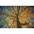 thumbnail image 2 of Oldford, Tim 32x23 Gold Ornate Wood Framed with Double Matting Museum Art Print Titled - Fall Tree, 2 of 4