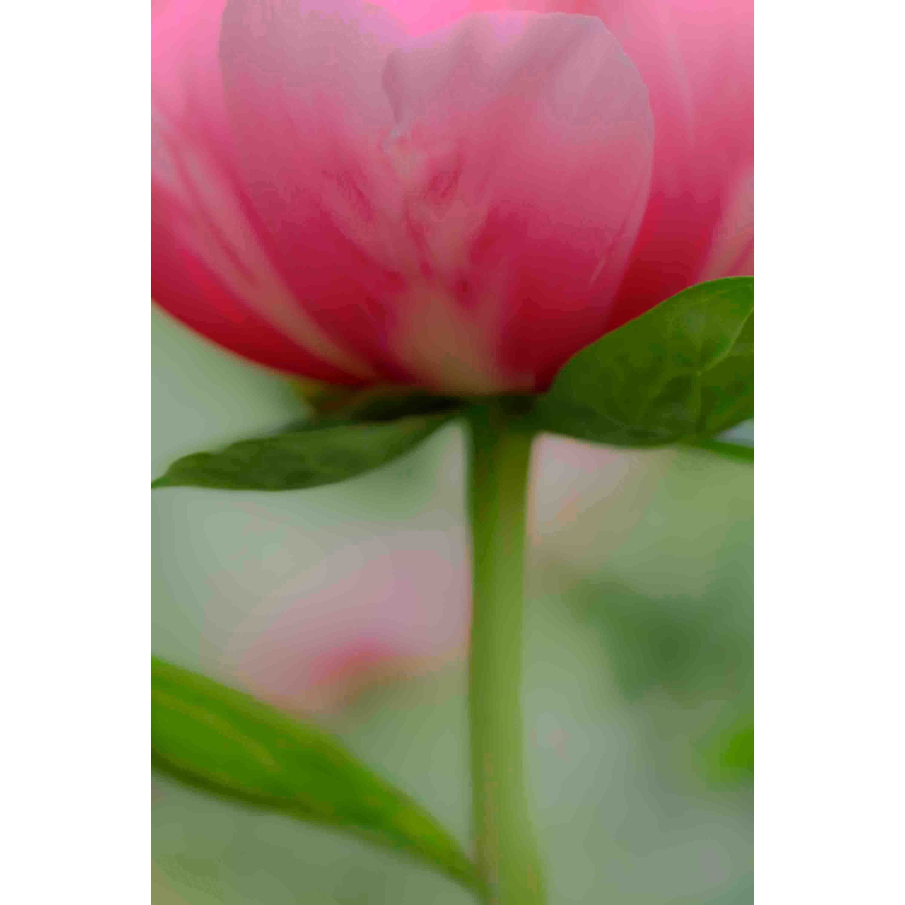 "Soft Pink Poppy" Painting Print on Canvas