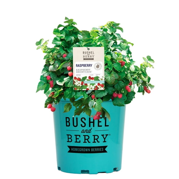Bushel & Berry Raspberry Shortcake Live Shrub in 2-Gallon Grower Pot