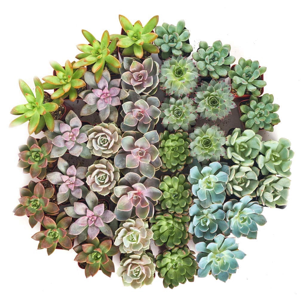 Home Botanicals 2" Tall Rosette Succulent in Pot (64 Count), Live Indoor