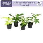 Philodendron Houseplants | 4 Easy Care Plants | 4.25in Pots; Indirect Sun | Element by Altman Plants