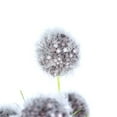 thumbnail image 2 of Vickerman 12" Artificial Gray Lavender Pom Pom Bush Assortment, 6 per Bag, 2 of 6