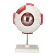 thumbnail image 2 of Eye Anatomy Model Human Eyeball Model 6x Enlarged Eyeball Model Eyeball Anatomical Model Human Eye Model Eye Anatomy Model 6X Enlarged Strong PVC 7 Parts Easy Disassembly Human, 2 of 8