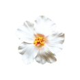 thumbnail image 1 of Pinza para el pelo de flor hawaiana blanca para mujeres y niñas, clips artificiales, clips de flores de espuma para mujeres, novia, boda, luau, playa, decoración de fiesta tropical, flores, accesorios, 1 of 5