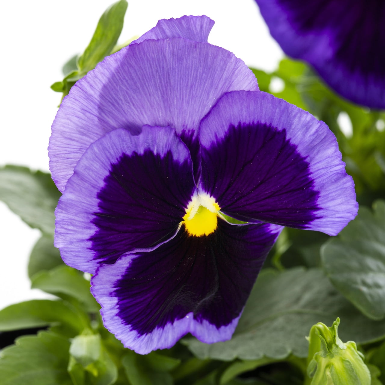 Expert Gardener 1PT Purple Blotch Pansy Live Annual Plant Sun 6-Pack