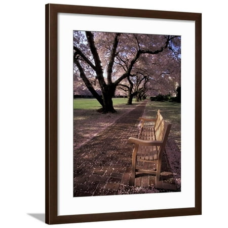 Japanese Cherry Trees At The University Of Washington Seattle Washington Usa Framed Print Wall Art By Jamie Judy Wild