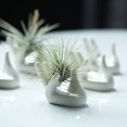 thumbnail image 3 of Air Plant Holder Cute Ceramic Mini Hand Shape Stand Airplants Tillandsia Small Container Pot Plant Decorative Home Decor for Desk Table Shelf, 3 of 5
