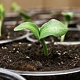 thumbnail image 6 of Coast of Maine 8qt Sprout Island Blend, Organic & Natural Seed Starter for Seed Germination & Root Plant Cuttings, 6 of 7