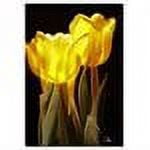 Trademark Fine Art "Yellow Tulips III" Canvas Art by Martha Guerra