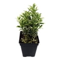 thumbnail image 4 of Mini Variegated Euonymus Plant - Very Easy Houseplant- 2.5" Pot, 4 of 4