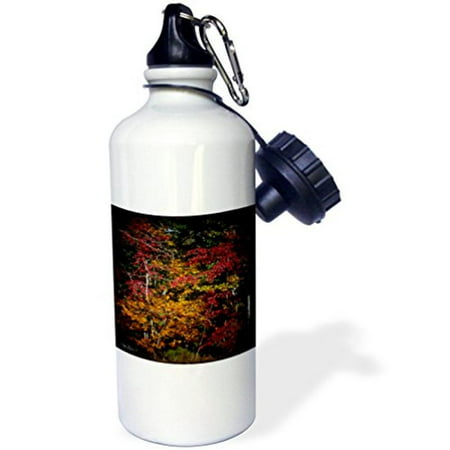 3dRose Fall Colors Pop - Tress Showing Their Best Colors Fall, Sports Water Bottle, (Best Color Braid For Saltwater)