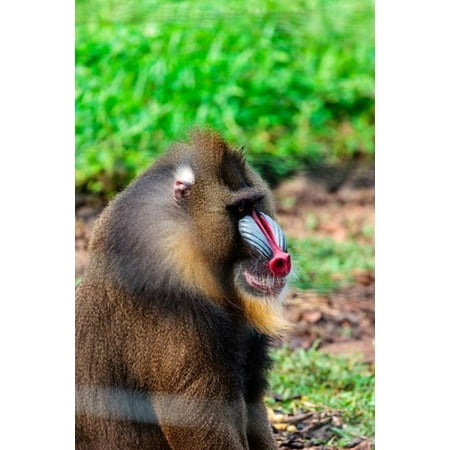 Africa Cameroon Limbe Mandrill at Limbe Wildlife Center Canvas Art - Alida Latham DanitaDelimont (22 x 33)