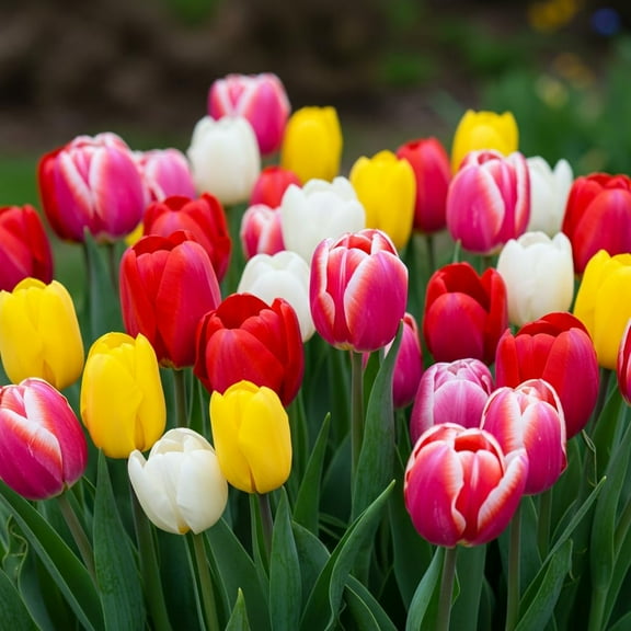 Rainbow Color Tulip Bulbs for Planting – 10 Premium Garden or Container Bulbs – Spring Blooms, Perennial Flowers, Borders, Beds, Patio, and Cut Flower Arrangements